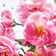 DIOR       ROSE AND ROSE EDT  100ML